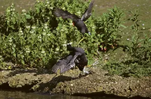 Moorhens: Moorhem and Coot (Fulica atra) fighting