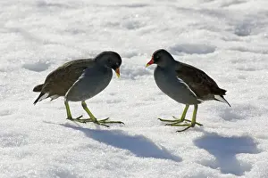 Moorhens: Moorhen - 2 birds standing in snow