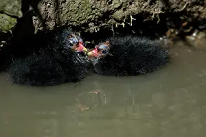 Moorhens: Moorhen - 2 chicks huddled together in a stream