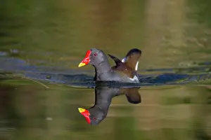 Moorhens: Moorhen