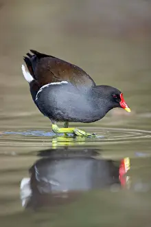 Moorhens: Moorhen