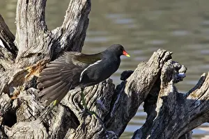 Moorhens: Moorhen