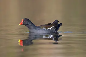 Moorhen: Moorhen