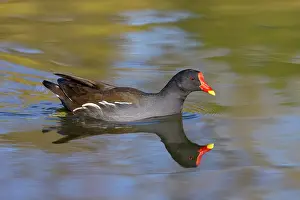 Moorhen: Moorhen