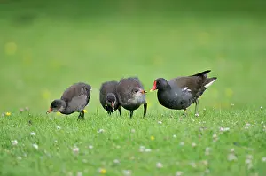 Moorhens: Moorhen - adult with chicks