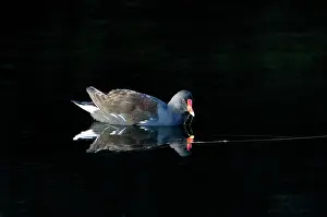Chloropus: Moorhen - adult feeding on village pond