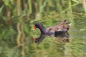 Moorhens: Moorhen with chick