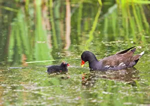 Moorhens: Moorhen - with chick