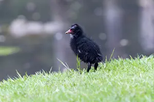Chloropus: Moorhen - chick on lakeside