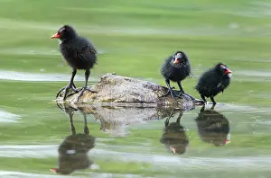 Chloropus: Moorhen - three chicks resting on stone in lake