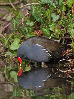 Moorhens: Moorhen - close up with reflection