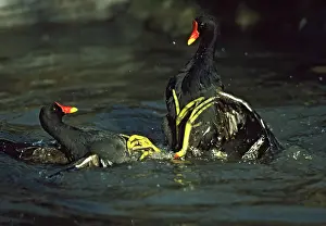 Moorhens: Moorhen or Common Gallinule - fighting