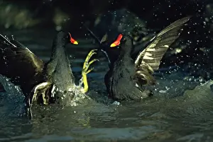 Moorhens: Moorhen / Common Gallinule - Fighting