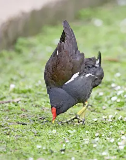 Displays: Moorhen - displaying