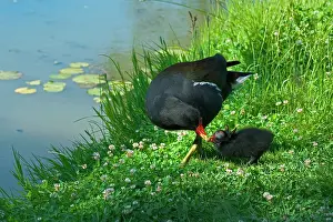 Moorhens: Moorhen - Feeding chick