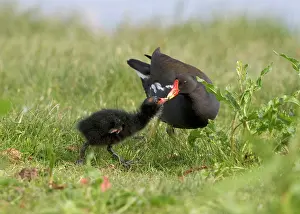 Chloropus: Moorhen -feeding chick at waters edge. Lakes & rivers