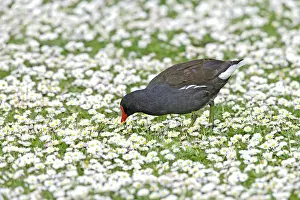 Daisy: Moorhen - feeding amongst daisies