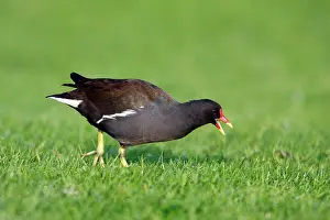 Chloropus: Moorhen - feeding on river bank