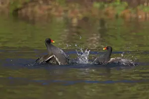 Confronation: Moorhen - Fighting