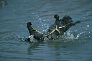 Chloropus: Moorhen - Fighting