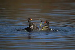 Chloropus: Moorhen - Fighting