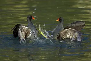 Chloropus: Moorhen - Fighting