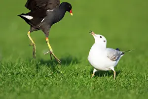 Chloropus: Moorhen - fighting with Black-headed Gull, (Larus