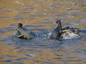 Fight: Moorhen - fighting over territory Gallinula chloropus