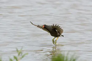Dangling: Moorhen - Flying over water with legs dangling