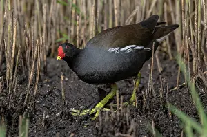 Chicken: Moorhen, Gallinula chloropus, feeding along the