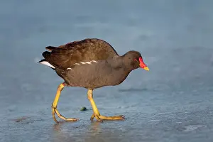 Moorhens: Moorhen - on ice