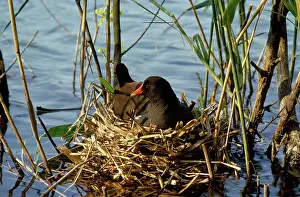 Chloropus: Moorhen - incubating eggs on nest