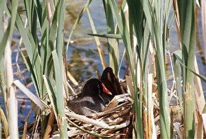 Maureen Brown: MOORHEN - in nest