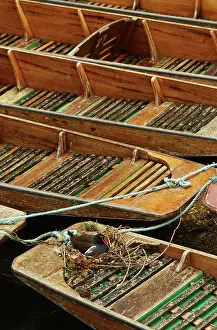 Chloropus: Moorhen - nesting on punts