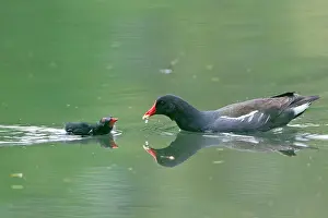 Chloropus: Moorhen - parent bird feeding chick on lake