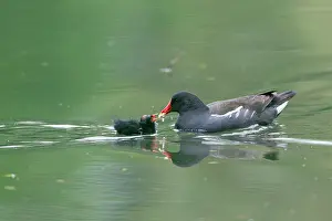 Chloropus: Moorhen - parent bird feeding chick on lake