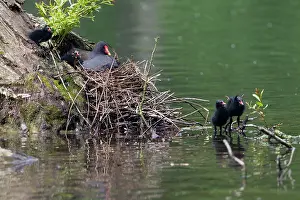 Chloropus: Moorhen - parent bird on nest and chicks