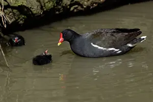 Moorhens: Moorhen - parent bird tending 2 chicks in a stream