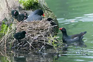 Tending: Moorhen - parent birds tending chicks at nest