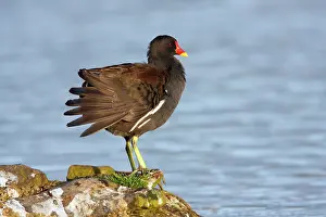 Moorhens: Moorhen - preening itself on lake shore