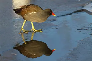 Chloropus: Moorhen - Single adult bird on ice covered lake