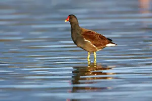 Moorhens: Moorhen - standing in shallow lake