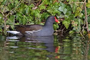 Moorhens: Moorhen - swimming - showing reflection