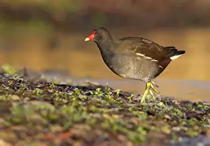 Chloropus: Moorhen - walking on frozen ground looking for