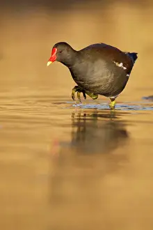 Chloropus: Moorhen - walking though golden coloured water