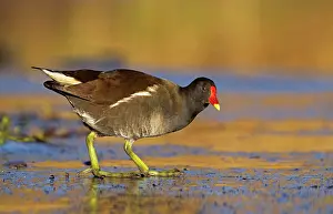 Thin: Moorhen - walking on thin ice in early morning