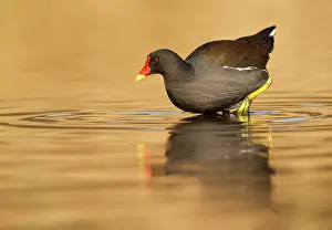 Chloropus: Moorhen - walking in shallow golden water - January