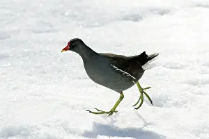 Moorhens: Moorhen - walking through snow