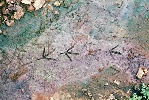 Chloropus: Moorhen - Walking tracks in mud