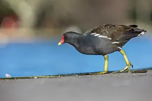 Moorhen: Moorhen - Walking - UK